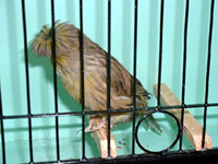 Crested in Cage Crested in Cage